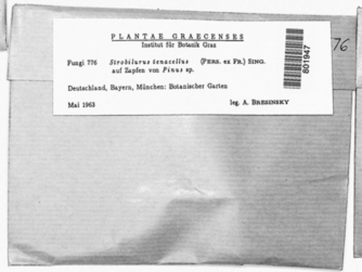 Strobilurus image